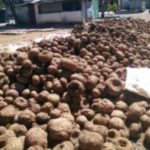 Petani: Meski Dinamika Harga, Porang Saat Ini Menguntungkan