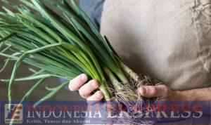 Tertarik Budidaya Daun Bawang di Polybag? Begini Caranya