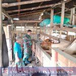 Antisipasi PMK, Babinsa Koramil 1423-01/Lalabata Lakukan Pemantauan