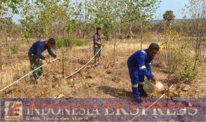 Kreatif, Lanudal Kupang Ubah Lahan Tandus Berkarang Jadi Lahan Konservasi Gaharu dan Cendana