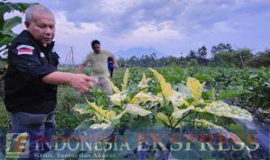Wujudkan UMKM Hortikultura Naik Kelas, Kementan Buat Aplikasi PROHORTI