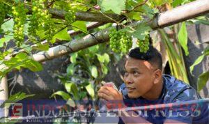 Mengubah Lahan Tidur Menjadi Lahan Produktif, Yonif Para Raider 330/Tri Dharma Sukses Budidayakan Anggur