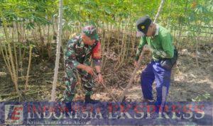 Agar Tetap Terhindar Dari Hama, Babinsa Bantu Petani Bersihkan Kebun Singkong