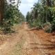 Dana Desa Asembu Mulya Prioritaskan Bangun Jalan Pertanian