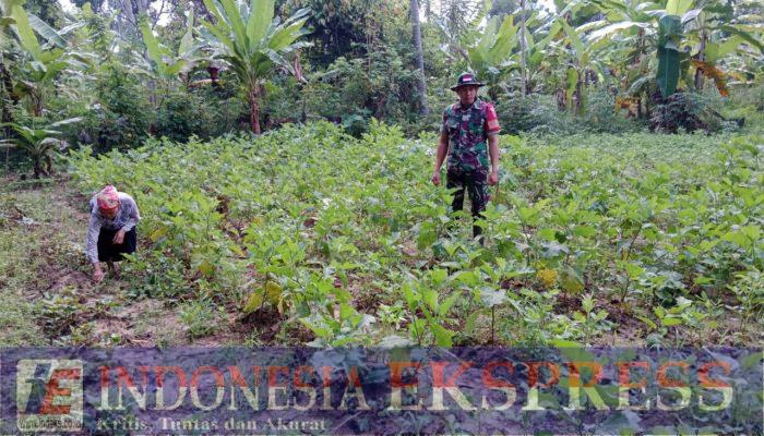 Babinsa Wawotobi Kodim Kendari Memotivasi Petani dalam Pertanian Terong