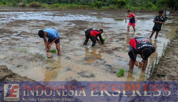Semangat Gotong Royong, Satgas TMMD ke-123 Kodim 0905/Balikpapan Bersama Rakyat Tanam Padi