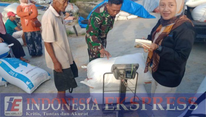 Bulog Serap 7,5 Ton Gabah Petani, Babinsa Desa Jeli dan Gedangan Beri Pendampingan