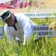 Danrem 081/DSJ Optimistis Produksi Padi Ponorogo Tembus 400 Ribu Ton di 2025