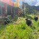 TNI dan Warga Bersinergi Bersihkan Puskesmas Mayuberi di Pegunungan Papua