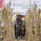 Danrem 143/HO Hadiri Panen Raya Jagung Serentak yang Dipimpin Presiden RI