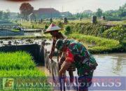 Serka Adi Dampingi Petani Antisipasi Hama Tikus di Musim Tanam