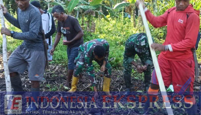 Satgas TMMD ke-126 Kodim 1505/Tidore Bersama Masyarakat Tanam Jagung di Lahan Ketahanan Pangan