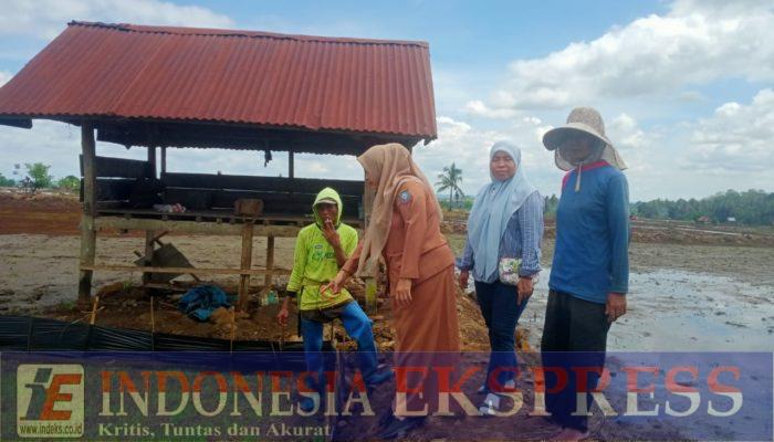 Personel BPP Liliriaja Lakukan Pengamatan Persemaian untuk Antisipasi Serangan Hama