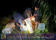 Satgas Pamtas RI-Malaysia Yonkav 13/Satya Lembuswana Gagalkan Upaya Penyelundupan Miras Ilegal di Perbatasan