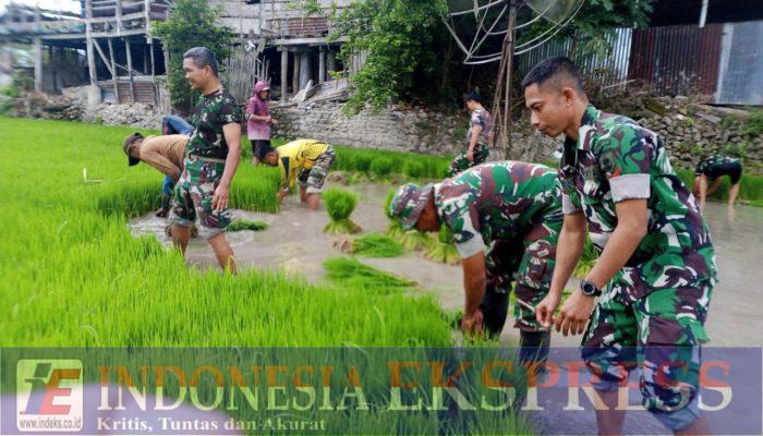 Satgas TMMD ke-127 Kodim 1423/Soppeng Tanam Padi Bersama Warga, Perkuat Ketahanan Pangan Desa