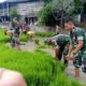 Satgas TMMD ke-127 Kodim 1423/Soppeng Tanam Padi Bersama Warga, Perkuat Ketahanan Pangan Desa