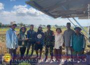 Babinsa Koramil Mandai Bersama PPL Dampingi Petani Panen Padi di Moncongloe