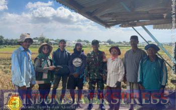 Babinsa Koramil Mandai Bersama PPL Dampingi Petani Panen Padi di Moncongloe