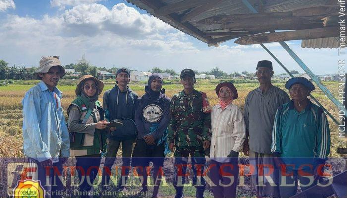 Babinsa Koramil Mandai Bersama PPL Dampingi Petani Panen Padi di Moncongloe