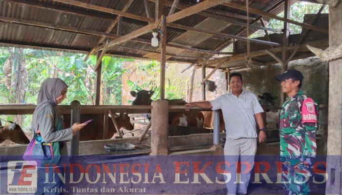 Babinsa dan PPL Tinjau Peternakan Sapi-Kambing serta Pertumbuhan Padi di Moncongloe