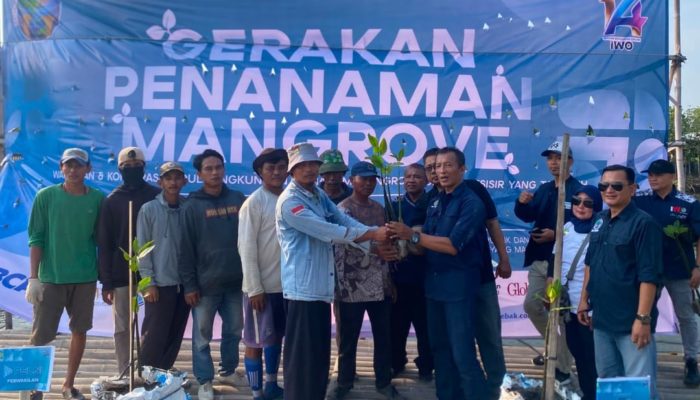 Menanam Harapan Pesisir Tangguh Aksi 1.400 Mangrove Sambut HUT ke-14 IWO
