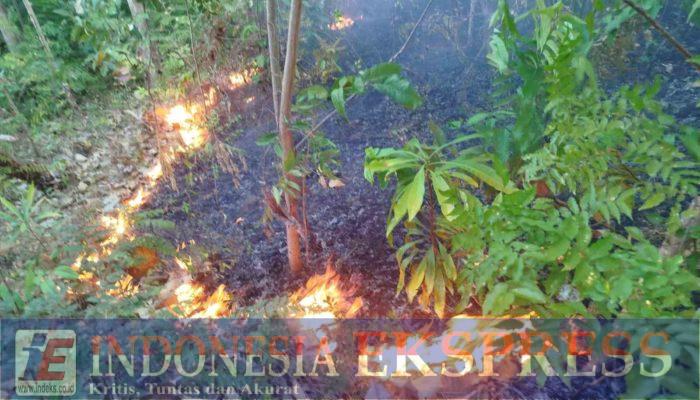 Puluhan Hektare Kawasan Hutan Lindung Terbakar di Soppeng