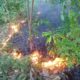 Puluhan Hektare Kawasan Hutan Lindung Terbakar di Soppeng