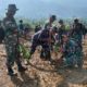 Peringati HUT TNI ke-81, Kodim 1403/Palopo Tanam 2.500 Mangrove di Pesisir Luwu Timur
