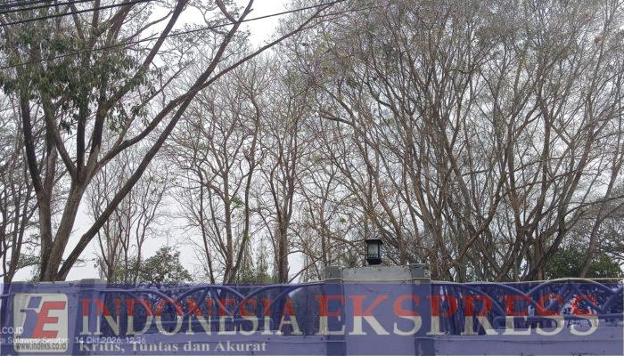 Kemarau Panjang Landa Soppeng, Pohon Penghijauan Layu dan Mati, Mangga Jadi Alternatif Solusi